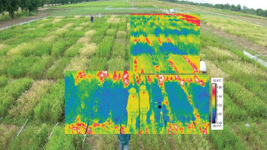Estimation of Irrigation Water Consumption using Remote Sensing